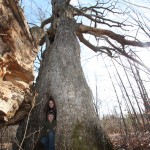 Old Tree